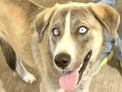 An adult large-sized male Gray / Blue / Silver Mixed Breed dog named Hancock for adoption in Georgetown, TX