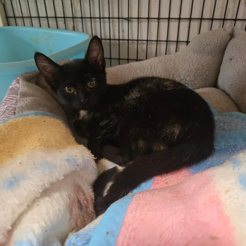 A baby medium-sized female Tortoiseshell Domestic Short Hair cat named Firefly for adoption in Graham, TX