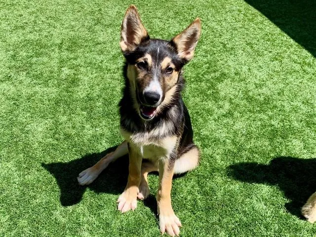 A young small-sized female German Shepherd Dog dog named Dawn for adoption in Moreno Valley, CA