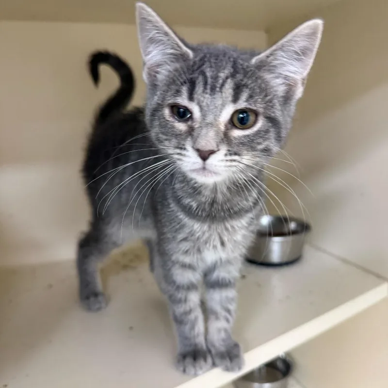 A baby small-sized female Gray / Blue / Silver Domestic Short Hair cat named Rosa for adoption in Wilmington, DE
