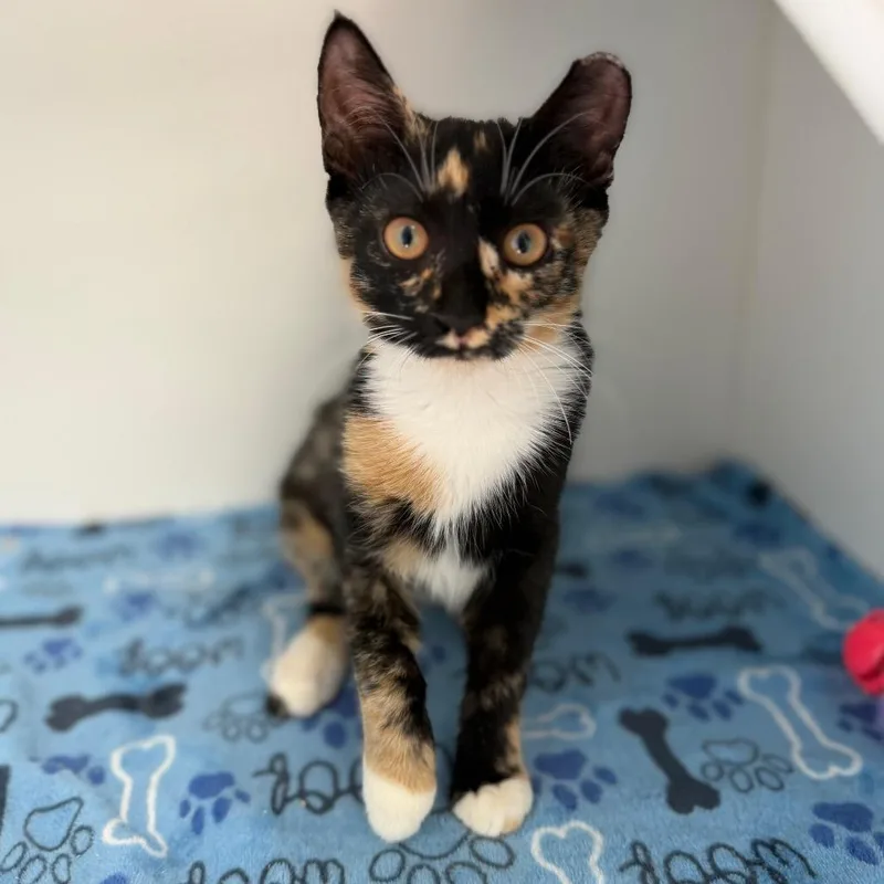 A baby small-sized female Calico Domestic Short Hair cat named Freckles for adoption in Port Richey, FL