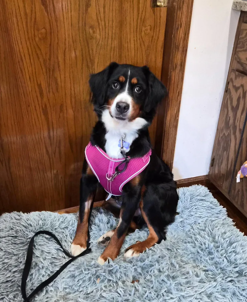 A young medium-sized female Bernese Mountain Dog named Zuri for adoption in Hillside, IL
