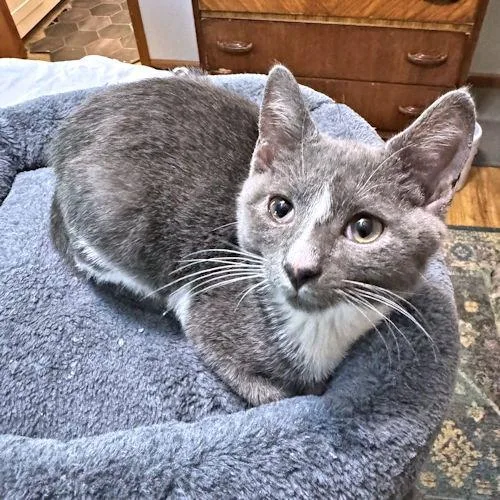 A baby medium-sized male Gray & White Domestic Short Hair cat named Toby for adoption in Rutherfordton, NC