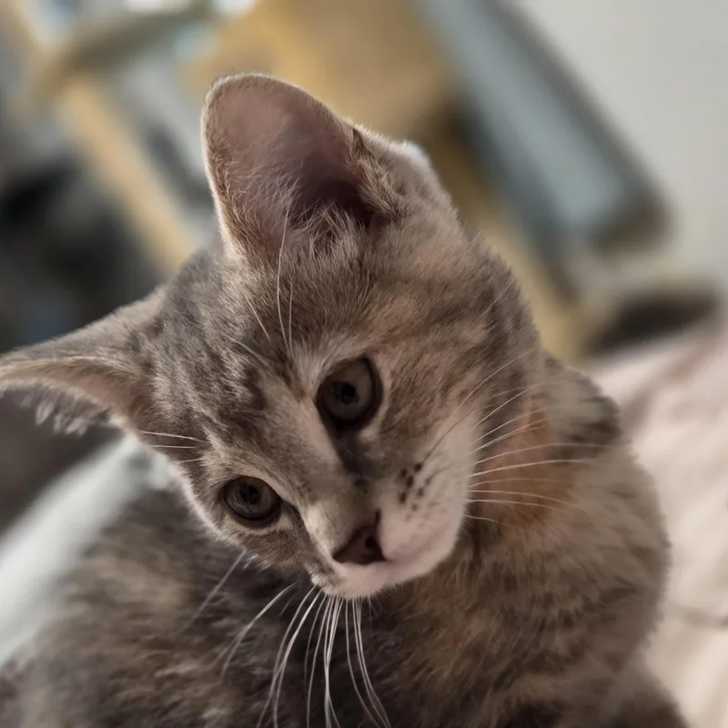 A baby medium-sized female Tabby (Gray / Blue / Silver) Domestic Short Hair cat named Gatsby for adoption in Minneapolis, MN