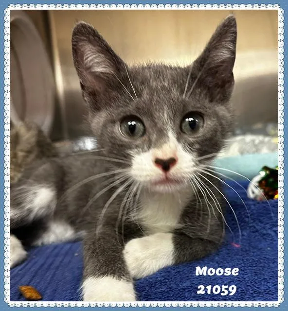 MOOSE see also BEAR thumbnail 6