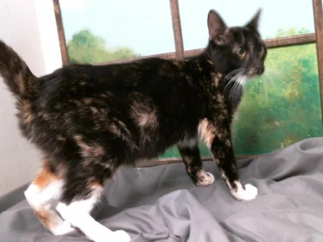 A young medium-sized female Domestic Short Hair cat named Julie for adoption in Houston, TX