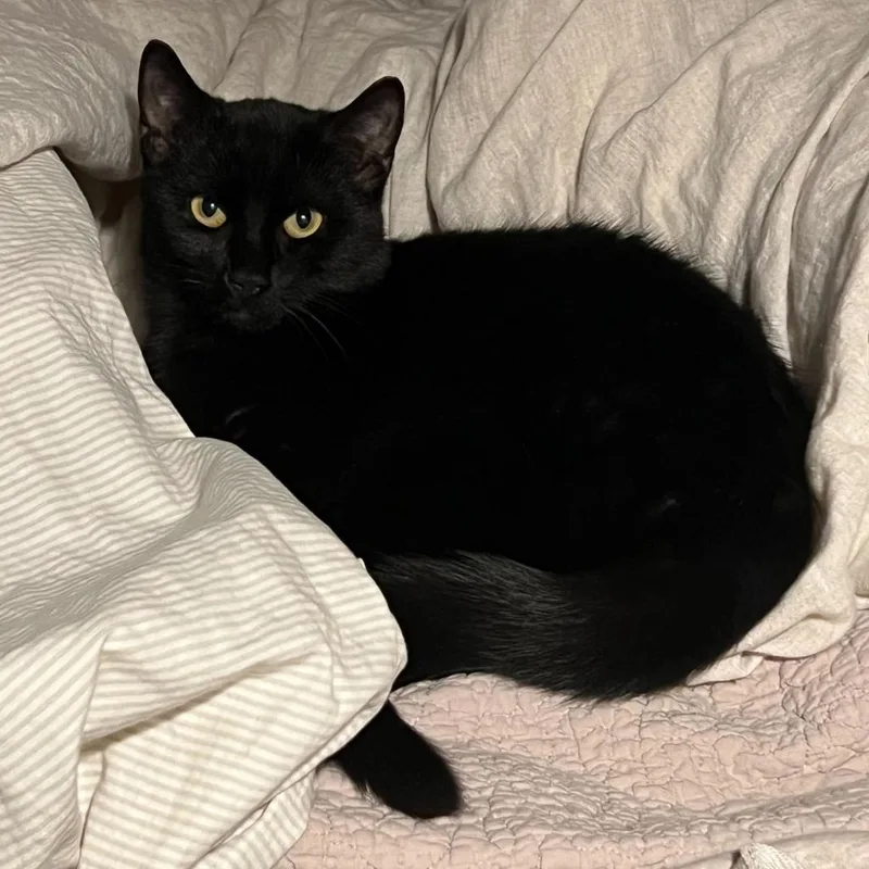 Bryan Adams thumbnail 2