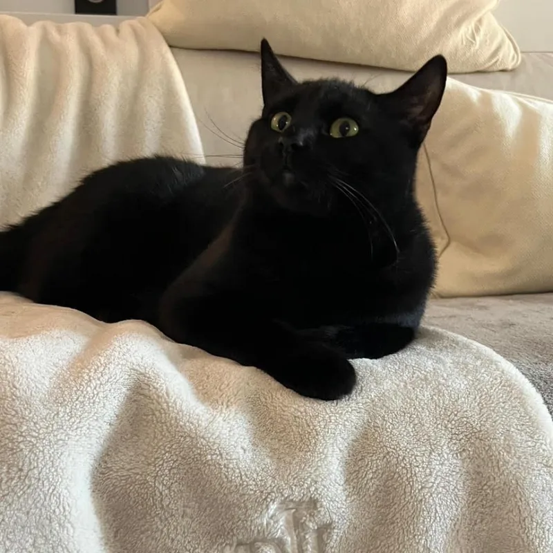 Bryan Adams thumbnail 3