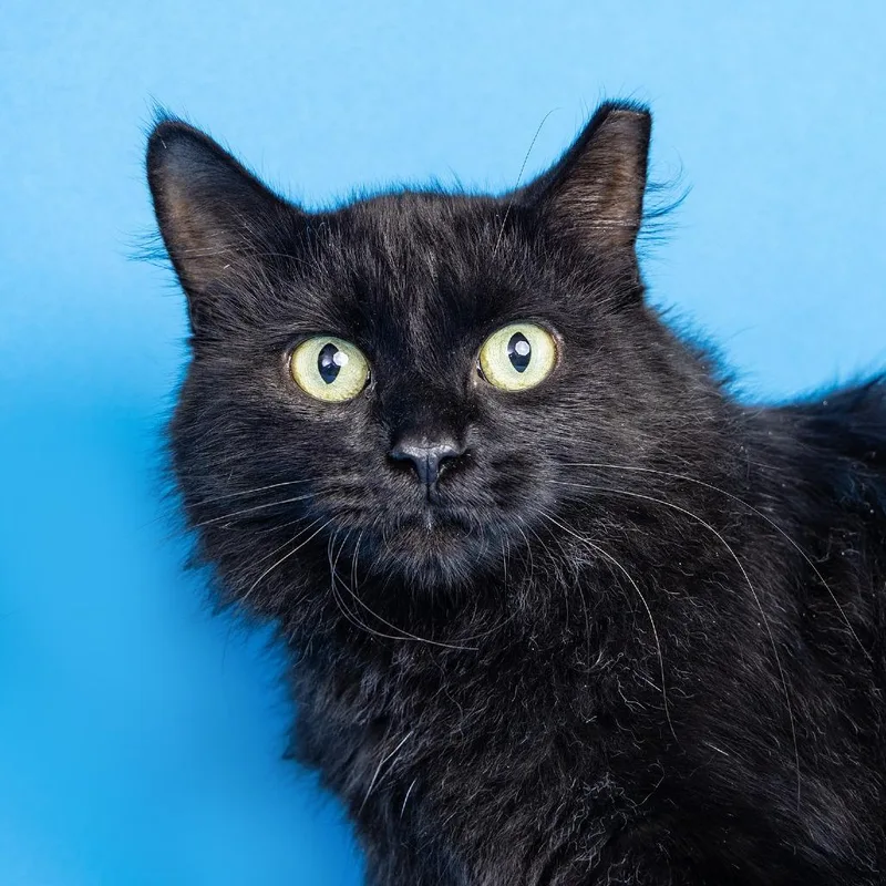 An adult medium-sized female Domestic Medium Hair cat named Midnight for adoption in Franklin, TN