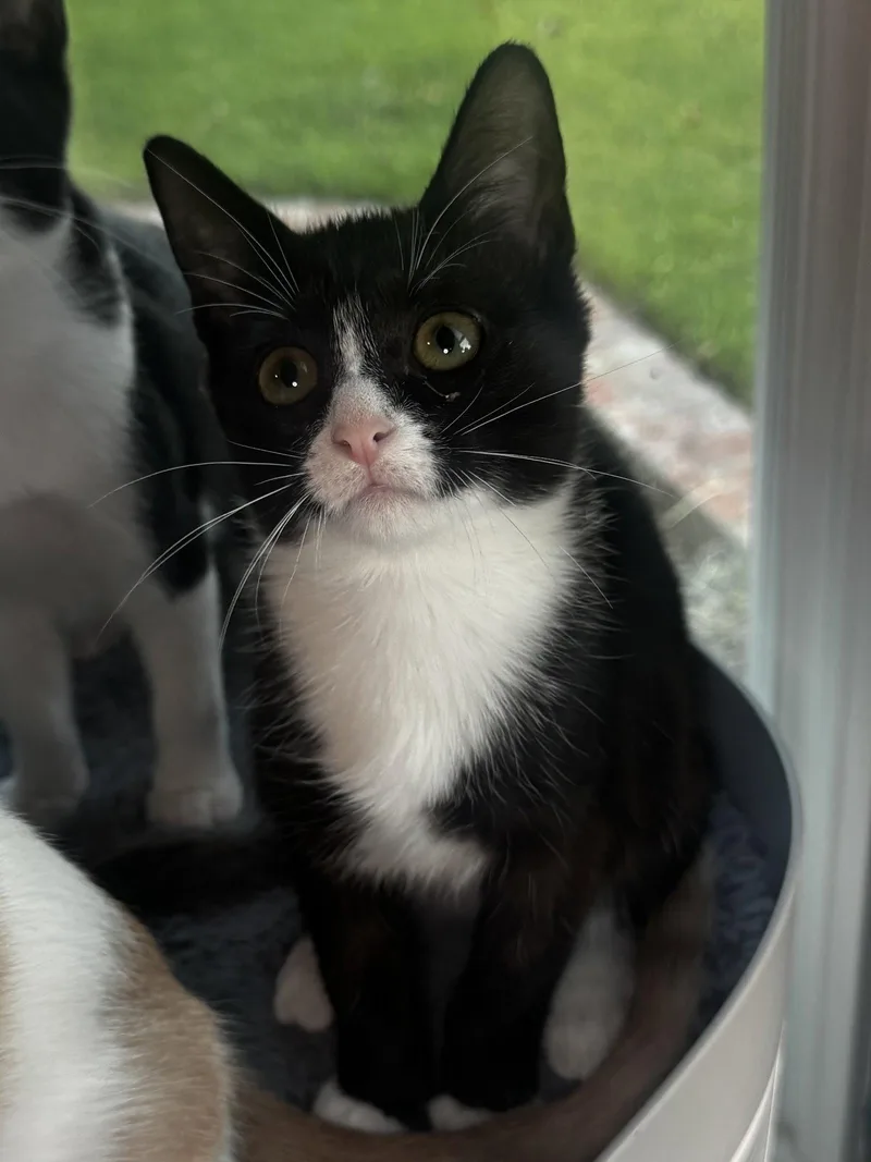 A baby medium-sized female Black & White / Tuxedo Tuxedo cat named Daisy for adoption in Seal Beach, CA