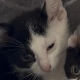 A baby small-sized male White Domestic Short Hair cat named Barcode for adoption in Greensboro, NC