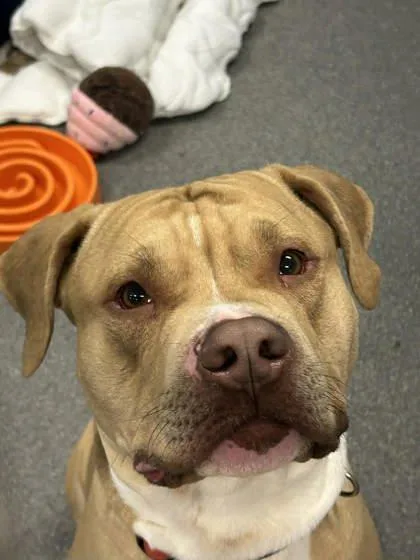 An adult large-sized male Mixed Breed dog named Bumblebee for adoption in Munster, IN