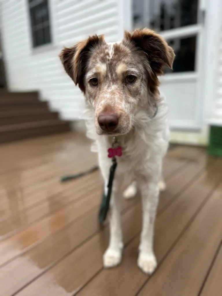 A young medium-sized female Australian Shepherd dog named Cadbury for adoption in Princeton, MA