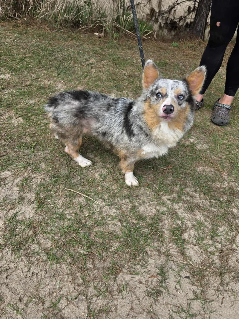 Ferdinand thumbnail 5