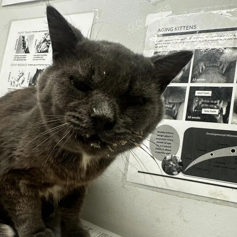 An adult medium-sized male Black Domestic Short Hair cat named Sweet Boy for adoption in Jacksonville, FL