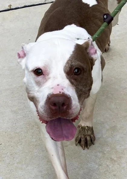 An adult large-sized female Mixed Breed dog named Miss Lyle for adoption in Atlanta, GA