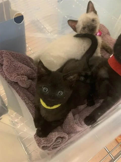 A baby medium-sized female Domestic Short Hair cat named Blade for adoption in San Jose, CA