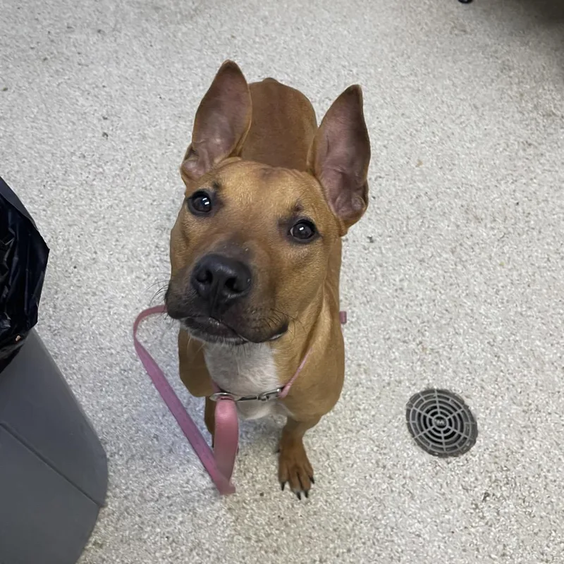 An adult medium-sized male Pit Bull Terrier dog named MONTStray for adoption in Perkiomenville, PA
