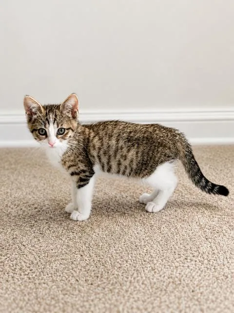 A young medium-sized female Buff / Tan / Fawn Tabby cat named Peach for adoption in Los Angeles, CA