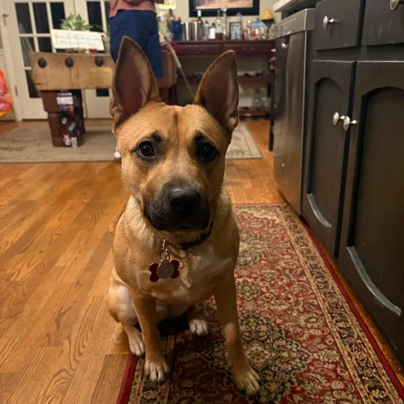 An adult medium-sized female Yellow / Tan / Blond / Fawn Shepherd dog named Ally for adoption in Blairsville, GA