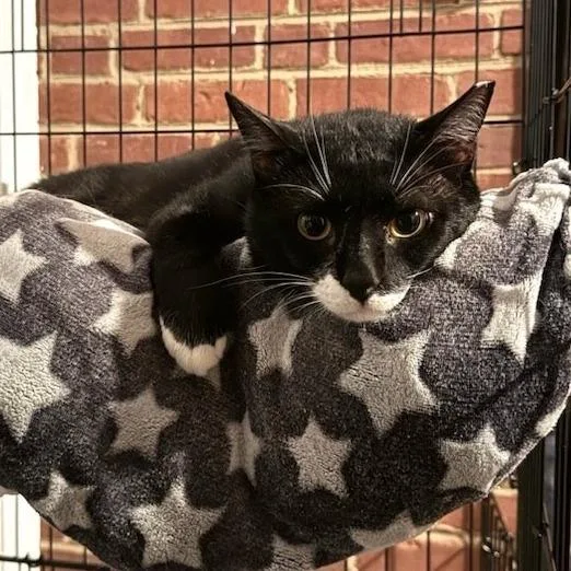Mr. Mittens thumbnail 2