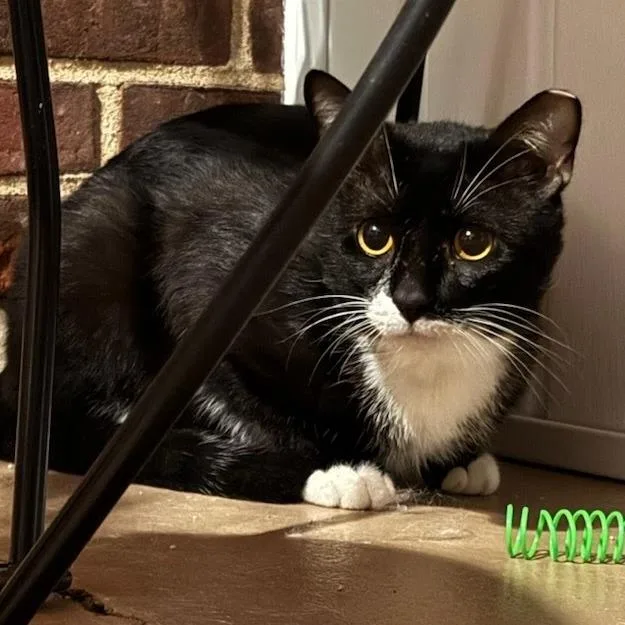 Mr. Mittens thumbnail 3