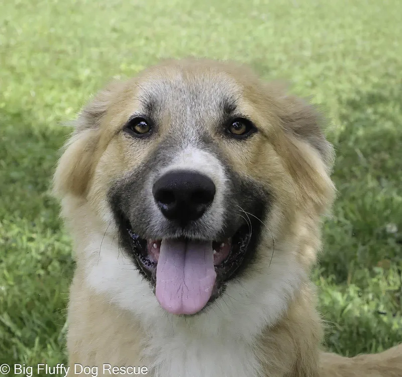 A baby large-sized male White / Cream Great Pyrenees dog named Holt for adoption in Nashville, TN