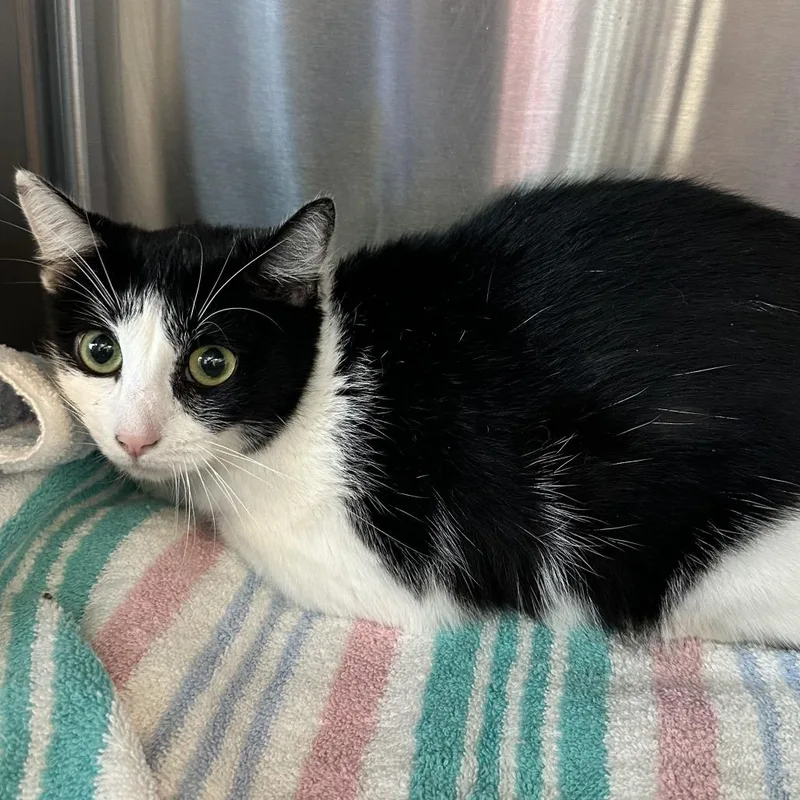 An adult medium-sized female Black Domestic Short Hair cat named Tomato for adoption in Washington Township, OH
