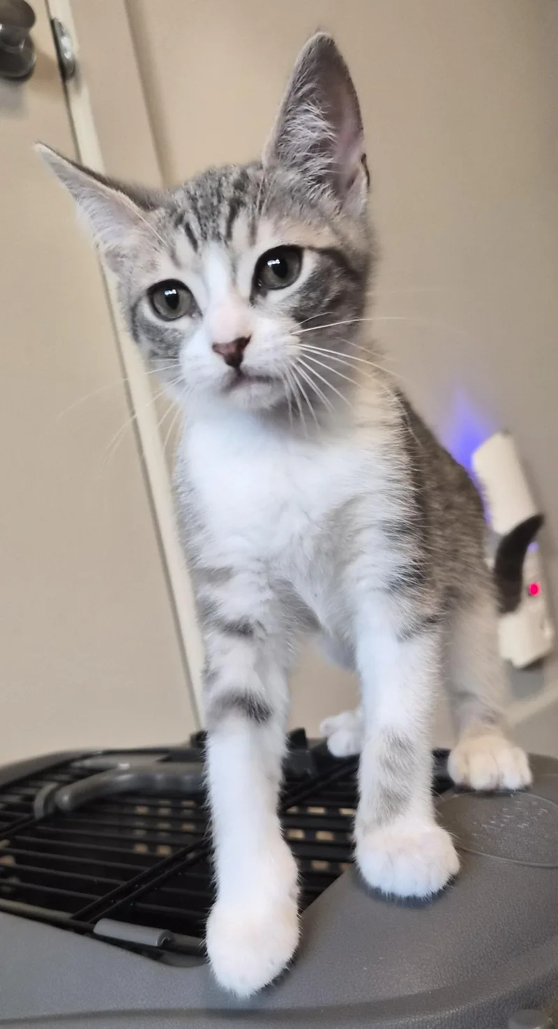 A baby small-sized female Domestic Short Hair cat named Madeline for adoption in Houston, TX
