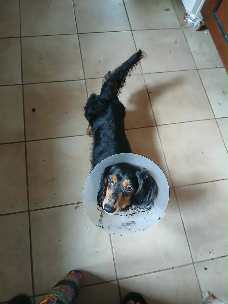 An adult small-sized male Black Dachshund (Long Haired) dog named Koda for adoption in Vernon, CT