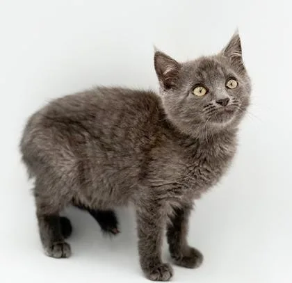 A baby small-sized male Domestic Short Hair cat named Domino for adoption in Bowling Green, KY