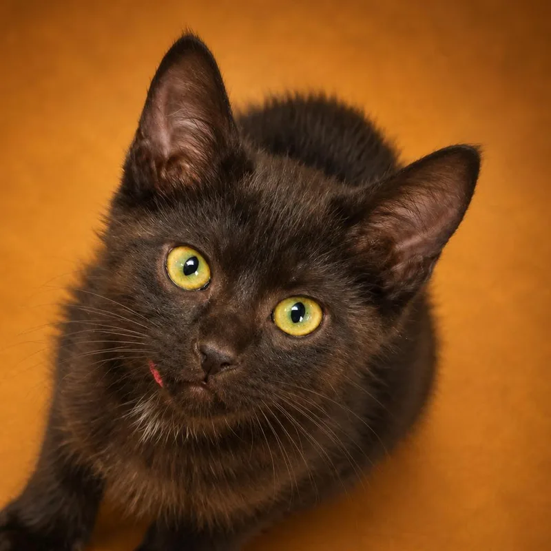A baby small-sized female Black Domestic Short Hair cat named Carol for adoption in Wickenburg, AZ