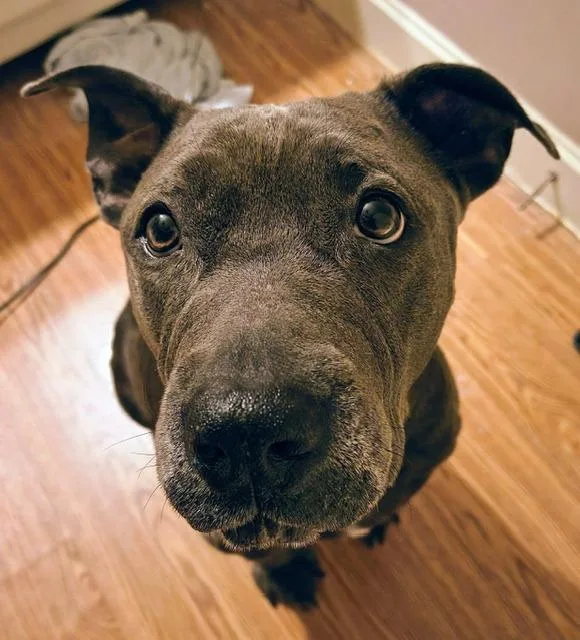 An adult medium-sized female Mixed Breed dog named Brownie for adoption in Princeton, IN