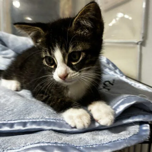 A baby small-sized male Domestic Short Hair cat named Thursday for adoption in Tampa, FL