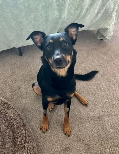 A young large-sized female Mixed Breed dog named Cricket for adoption in Athens, GA