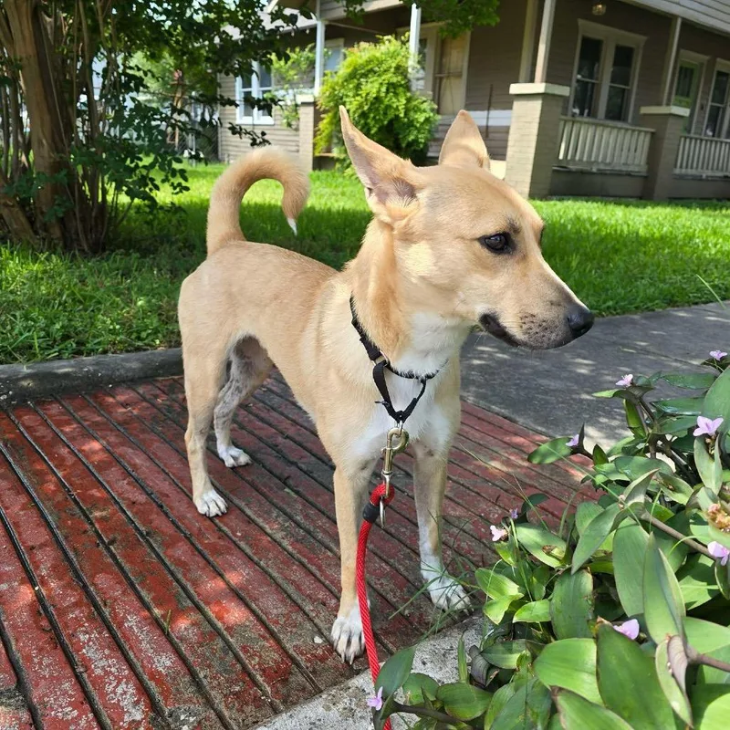 Squeezee Mccheezee thumbnail 2