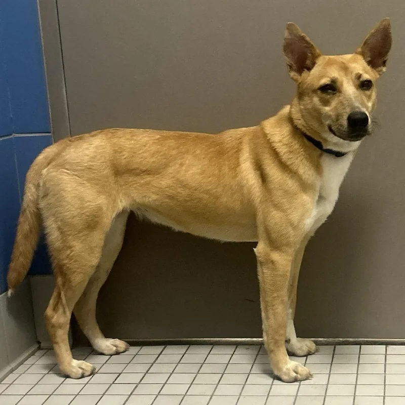 Squeezee Mccheezee thumbnail 3