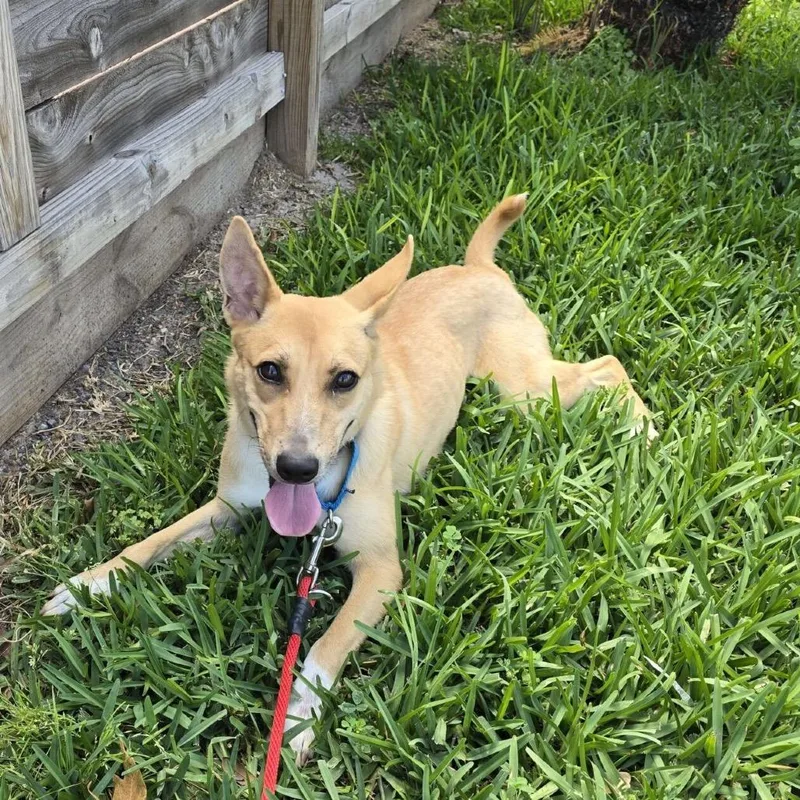 Squeezee Mccheezee thumbnail 6