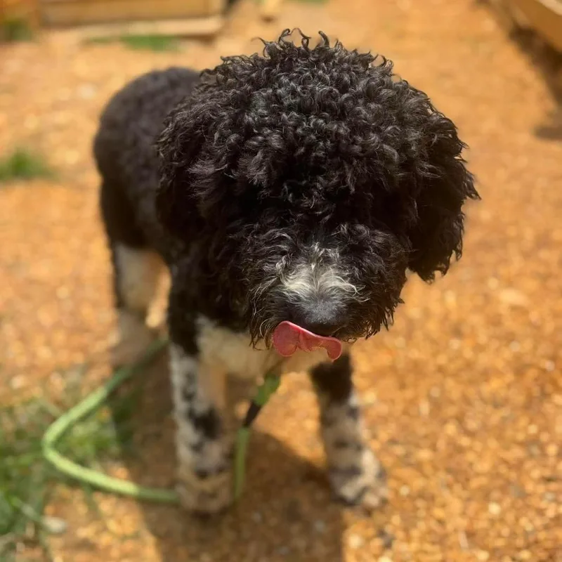 An adult medium-sized male Black Standard Poodle dog named Yendrei for adoption in Fredericksburg, VA