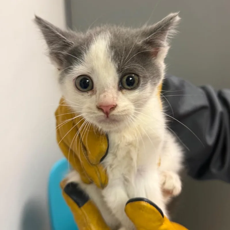 A baby small-sized female White Domestic Medium Hair cat named Dark Matter for adoption in Charleston, WV