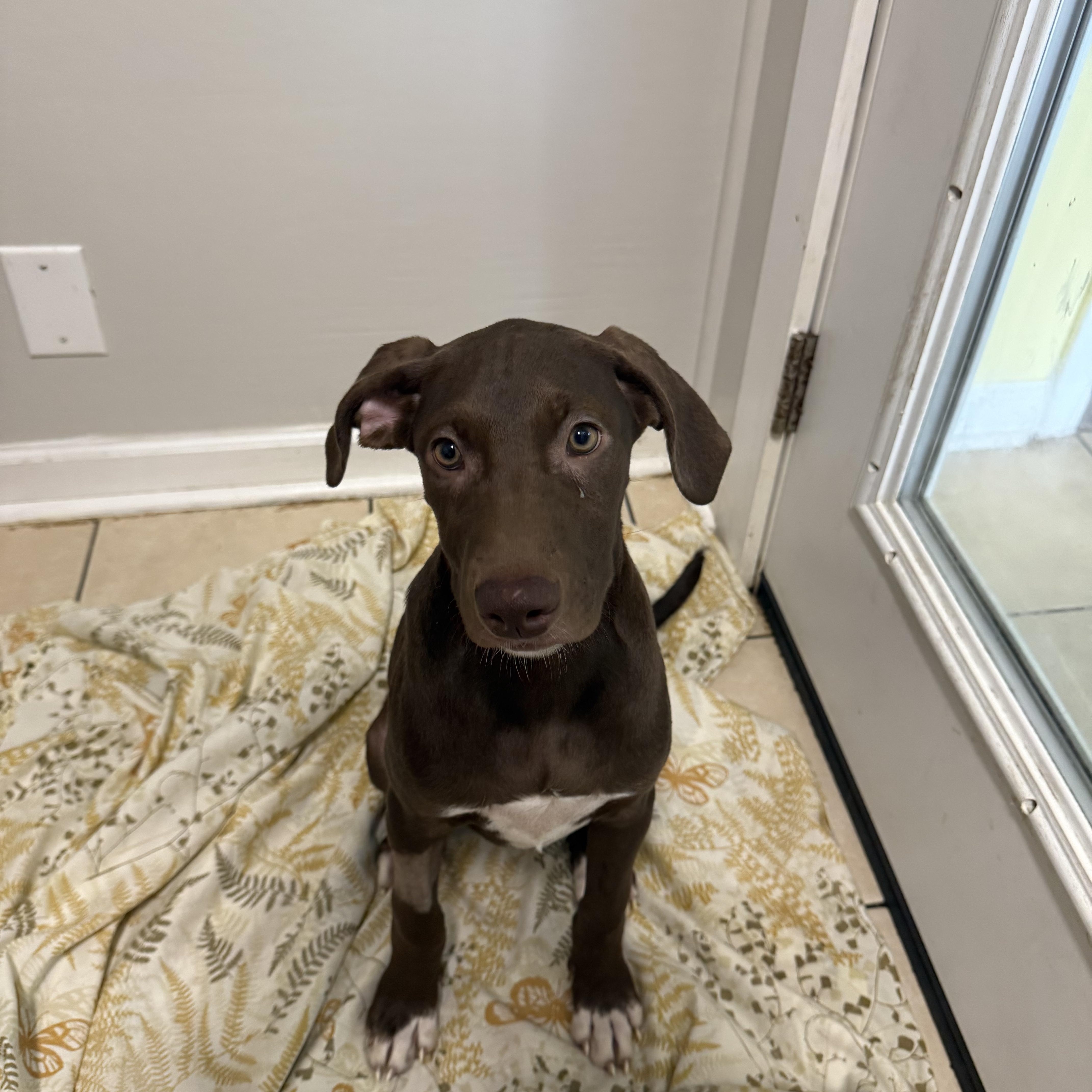 A baby small-sized female Bicolor Hound dog named Saber for adoption in Hendersonville, TN