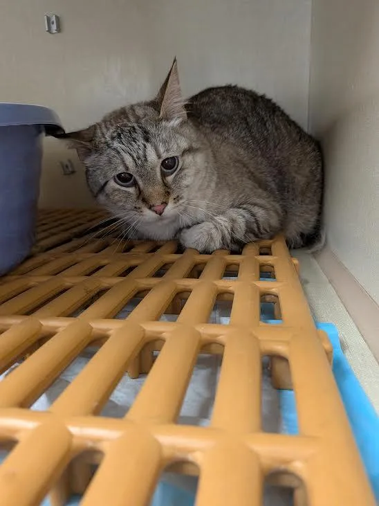 An adult medium-sized male Domestic Short Hair cat named Titus for adoption in Blue Earth, MN