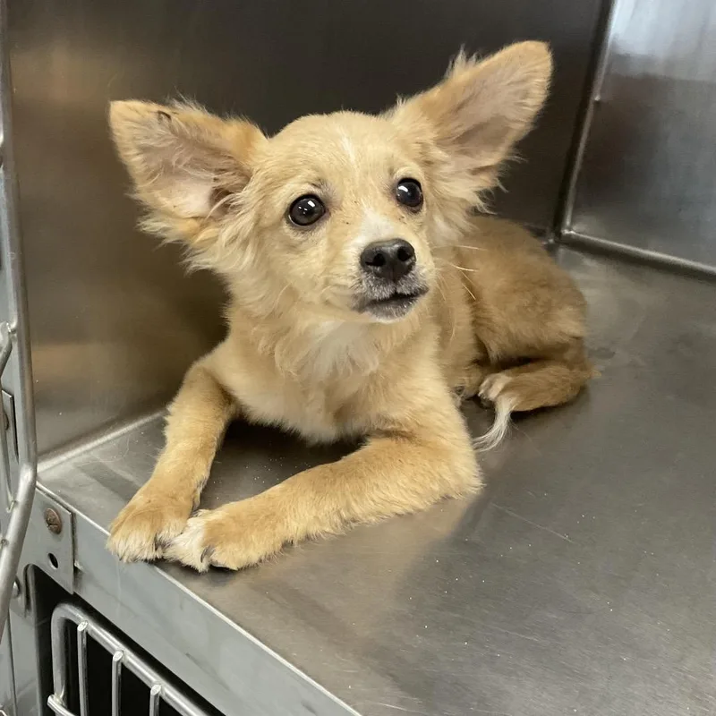 A young small-sized male Yellow / Tan / Blond / Fawn Mixed Breed dog named Chad for adoption in St Joseph, MO