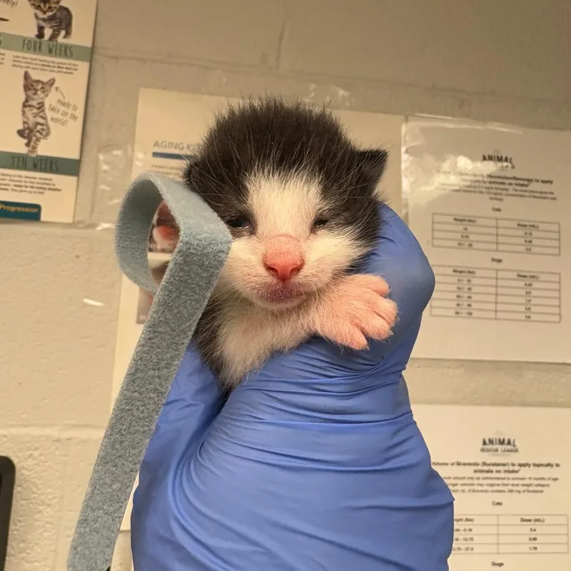 A baby small-sized male Black Domestic Short Hair cat named Hickory for adoption in Birdsboro, PA