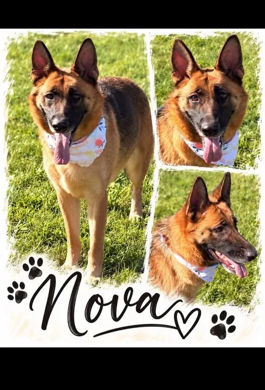 An adult large-sized female German Shepherd Dog dog named Nova for adoption in Rensselaer, IN