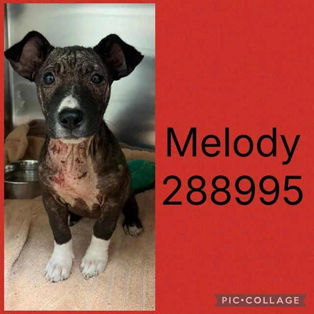 A baby small-sized female Mixed Breed dog named Melody for adoption in Macon, GA