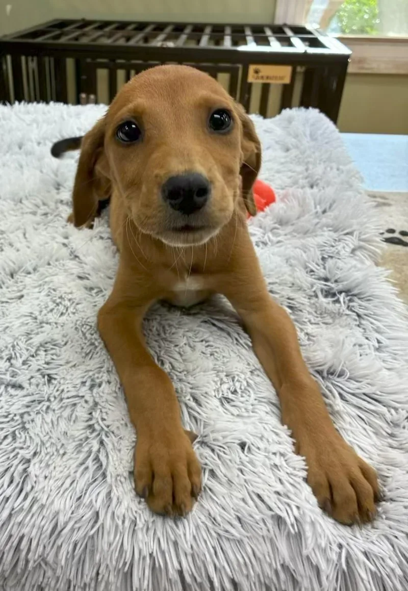 A baby medium-sized male Brown / Chocolate Hound dog named Gordy for adoption in Southampton, PA