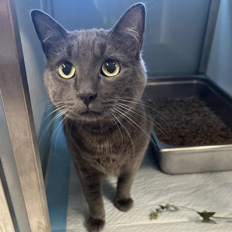 An adult large-sized male Gray / Blue / Silver Domestic Short Hair cat named Yakuza for adoption in Binghamton, NY