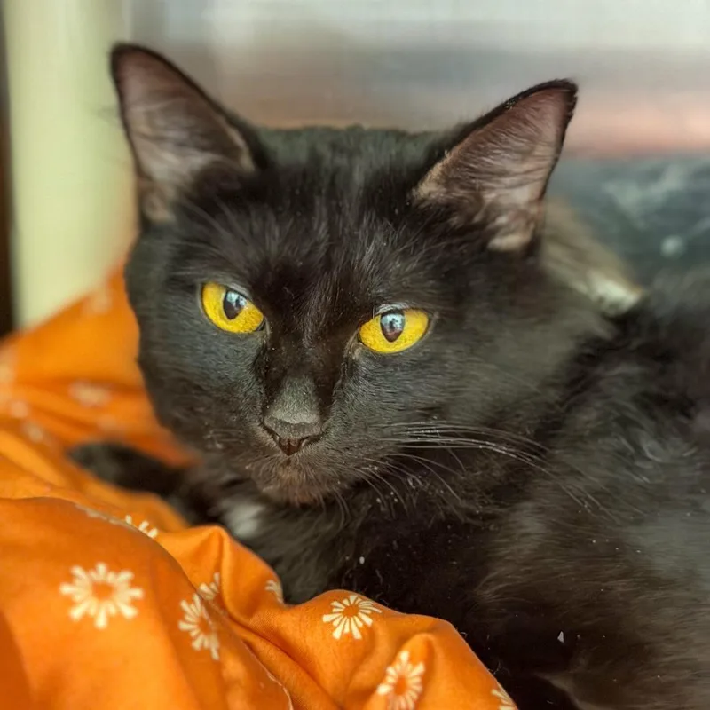 A young medium-sized female Black Domestic Medium Hair cat named Morticia for adoption in Gainesville, GA