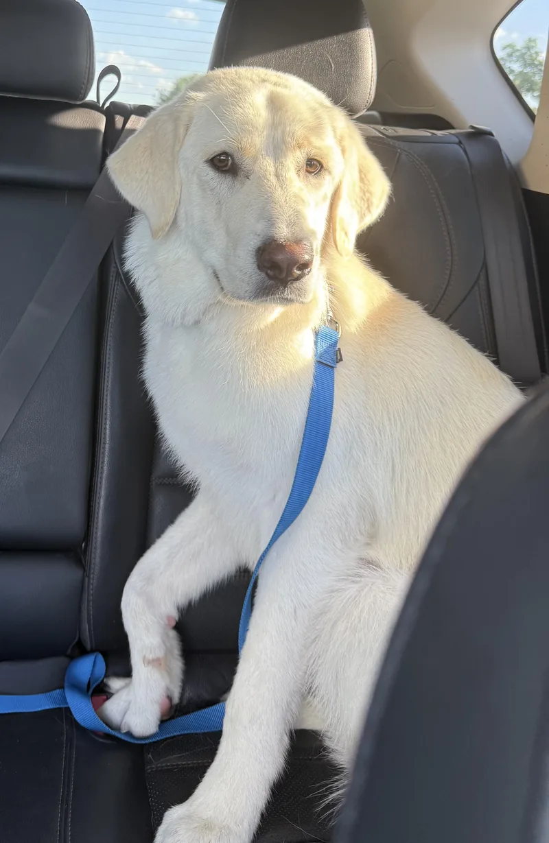 An adult large-sized female White / Cream Great Pyrenees dog named Montana for adoption in Denton, TX